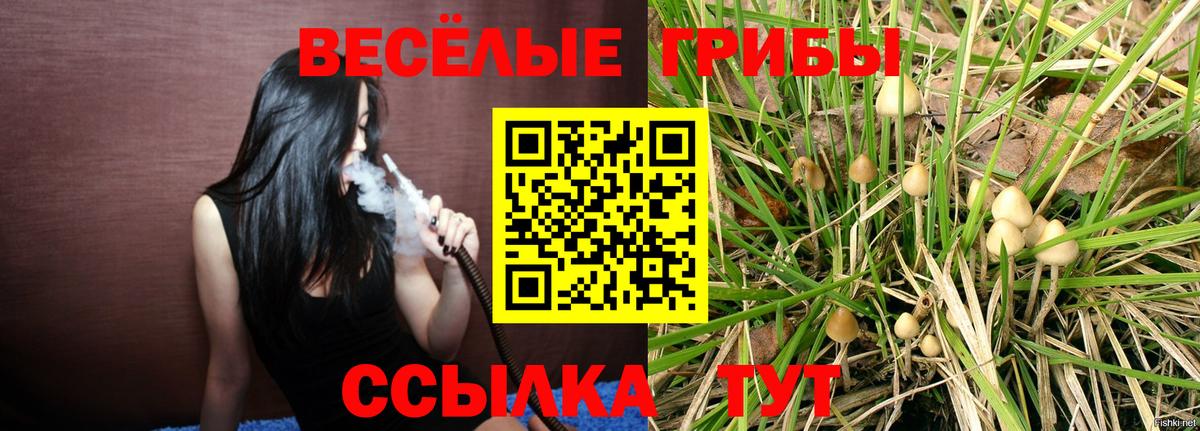 Галлюциногенные грибы Cubensis  Вход с VPN  Кисловодск  Псилоцибиновые грибы GOLDEN TEACHER 